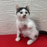 猫を飼うか迷っている人に！遊びも人も大好き❤アトム サムネイル4