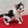 猫を飼うか迷っている人に！遊びも人も大好き❤アトム サムネイル5