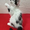 猫を飼うか迷っている人に！遊びも人も大好き❤アトム サムネイル6