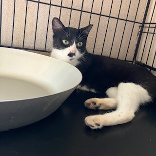 多頭飼育から親子で保護しました。