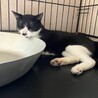 多頭飼育から親子で保護しました。 サムネイル2