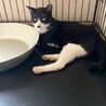 多頭飼育から親子で保護しました。 サムネイル3