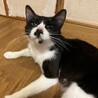 多頭飼育から親子で保護しました。 サムネイル4