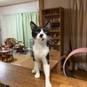 多頭飼育から親子で保護しました。 サムネイル5