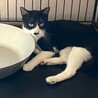 多頭飼育から親子で保護しました。 サムネイル6