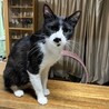 多頭飼育から親子で保護しました。 サムネイル7