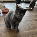 ロシアンブルー風のおんなのこ