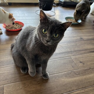 ロシアンブルー風のおんなのこ