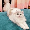 超穏やか4歳の男の子(関西圏)里親様募集 サムネイル4