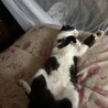 グラタンちゃん