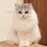 超穏やか4歳の男の子(関西圏)里親様募集 サムネイル7