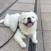 ねぎま