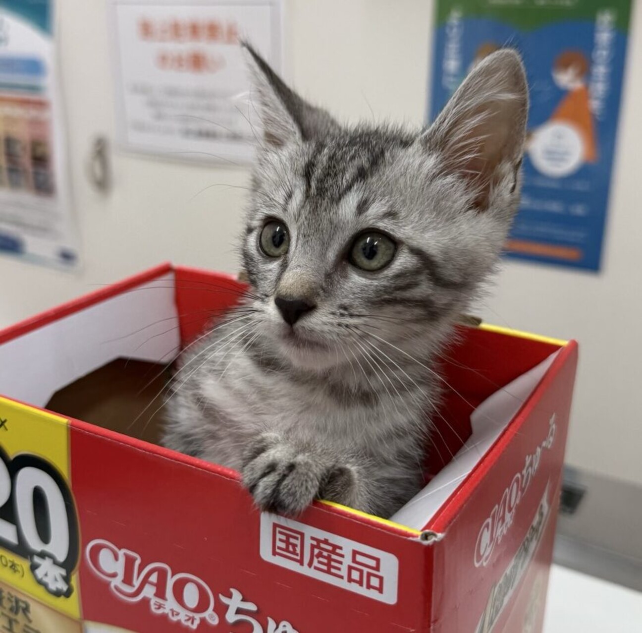 とってもキュートな スネ夫の写真