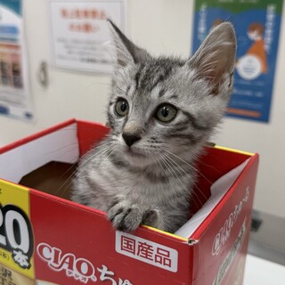 とってもキュートな　スネ夫