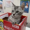 とってもキュートな　スネ夫 サムネイル1