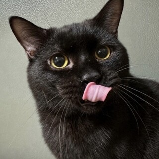 黒猫の男の子です。