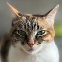 宇佐美