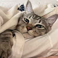 漱石