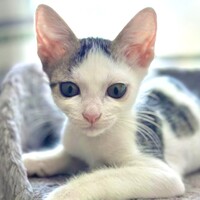 人馴れ◎2ヶ月ちいかわりっきー