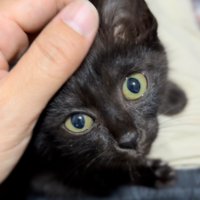 超ベタ甘えんぼ♡2ヶ月黒猫ジジ