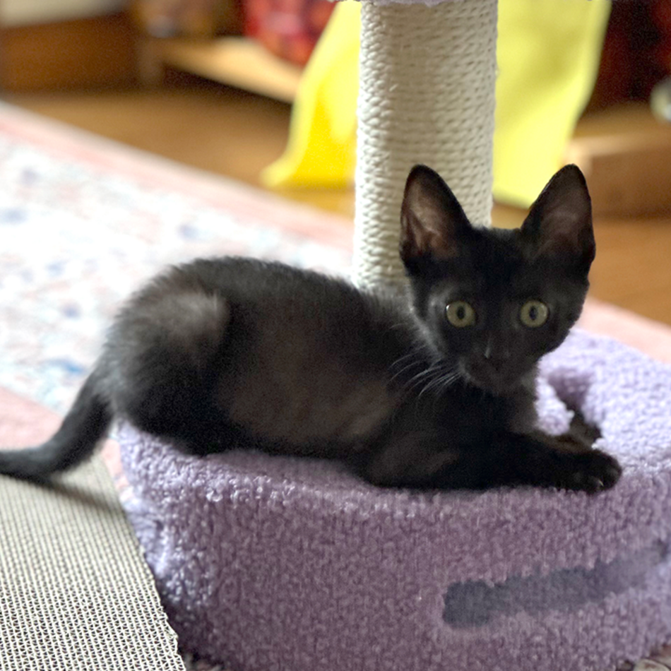 超ベタ甘えんぼ♡2ヶ月黒猫ジジのカバー写真
