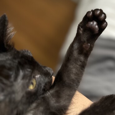 超ベタ甘えんぼ♡2ヶ月黒猫ジジの写真