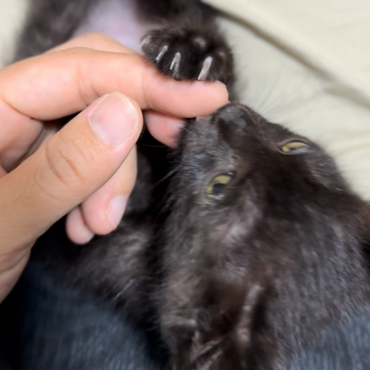 超ベタ甘えんぼ♡2ヶ月黒猫ジジの写真