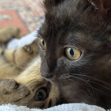 超ベタ甘えんぼ♡2ヶ月黒猫ジジの写真