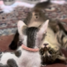 の写真