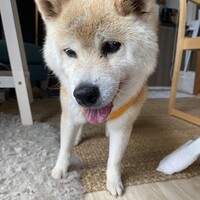 チナツ