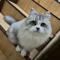 ソルト