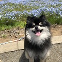 ポメラニアン ブラックタン 7歳