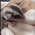 フクロモモンガ(オス.1歳半)の里親募集です。