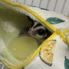 フクロモモンガ(オス.1歳半)の里親募集です。 サムネイル2