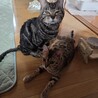 みけまだら