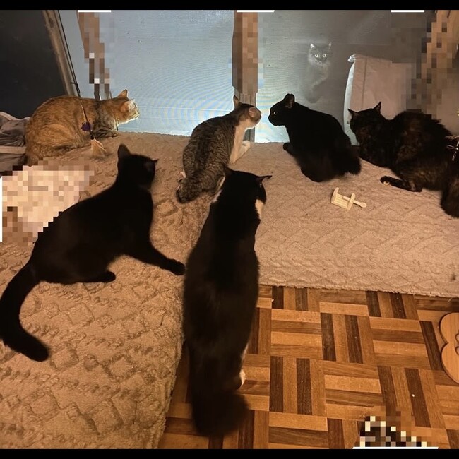 鹿児島で保護猫里親探してますのカバー写真