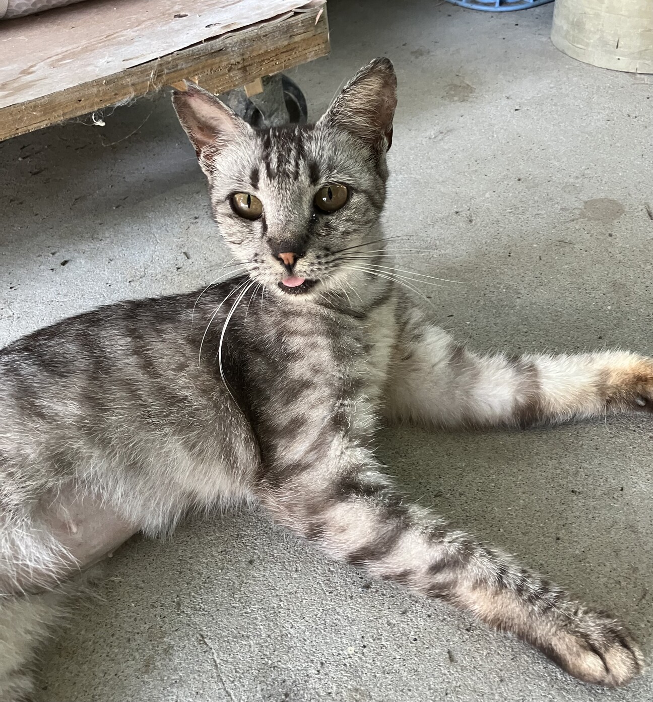 賢くスタイルの良いサバトラちゃんです サムネイル1