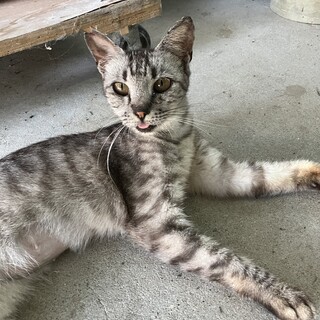 賢くスタイルの良いサバトラちゃんです