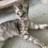 賢くスタイルの良いサバトラちゃんです サムネイル1