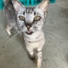賢くスタイルの良いサバトラちゃんです サムネイル2