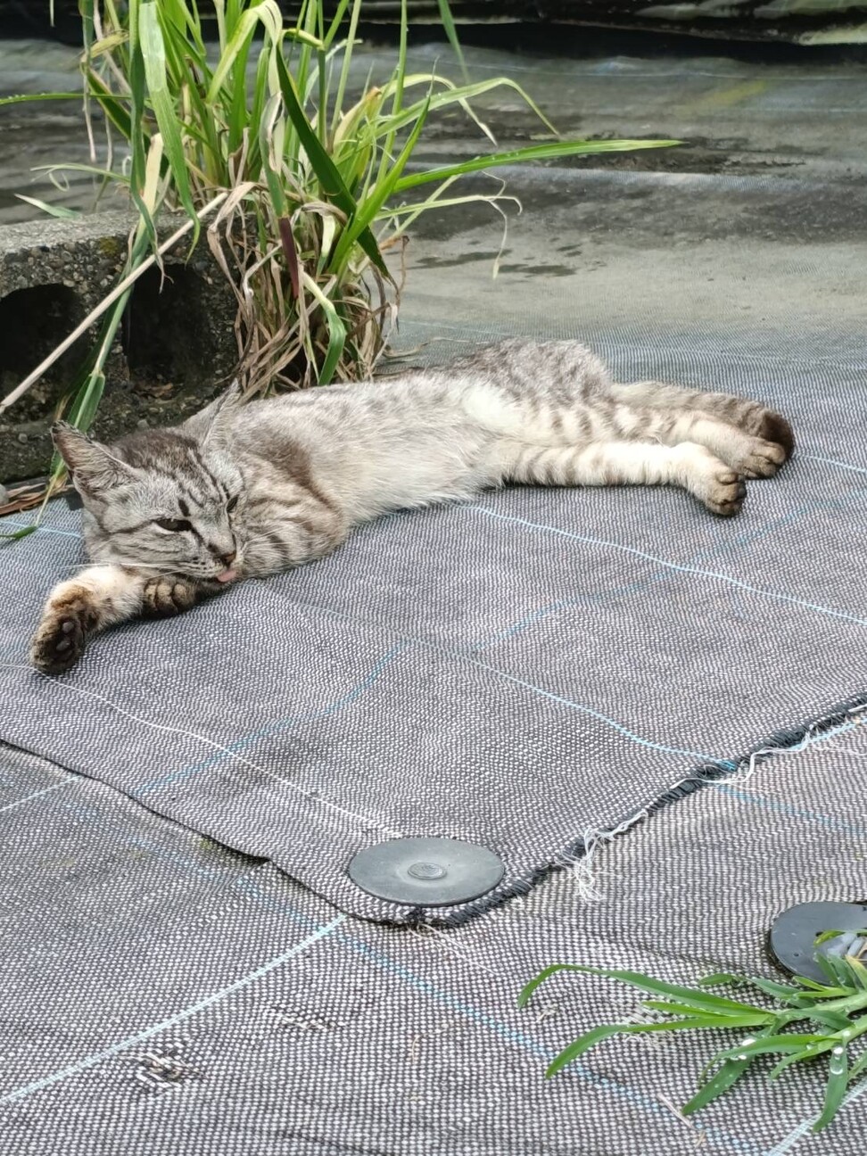賢くスタイルの良いサバトラちゃんです サムネイル3