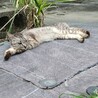 賢くスタイルの良いサバトラちゃんです サムネイル3