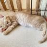 トライアル中・シャイボーイ★あきた★のんびりさん サムネイル2