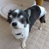 まんまるおめめのお茶目なチワワ サムネイル2