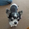 まんまるおめめのお茶目なチワワ サムネイル3