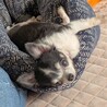 まんまるおめめのお茶目なチワワ サムネイル4