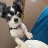 まんまるおめめのお茶目なチワワ サムネイル5