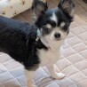 まんまるおめめのお茶目なチワワ サムネイル6