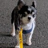 まんまるおめめのお茶目なチワワ サムネイル7