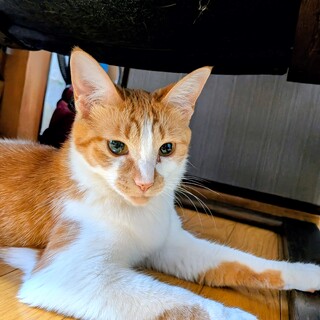 １歳くらいの子猫❤もっちゃん